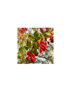 Čistiaci ker - Agracejo 80 g 2